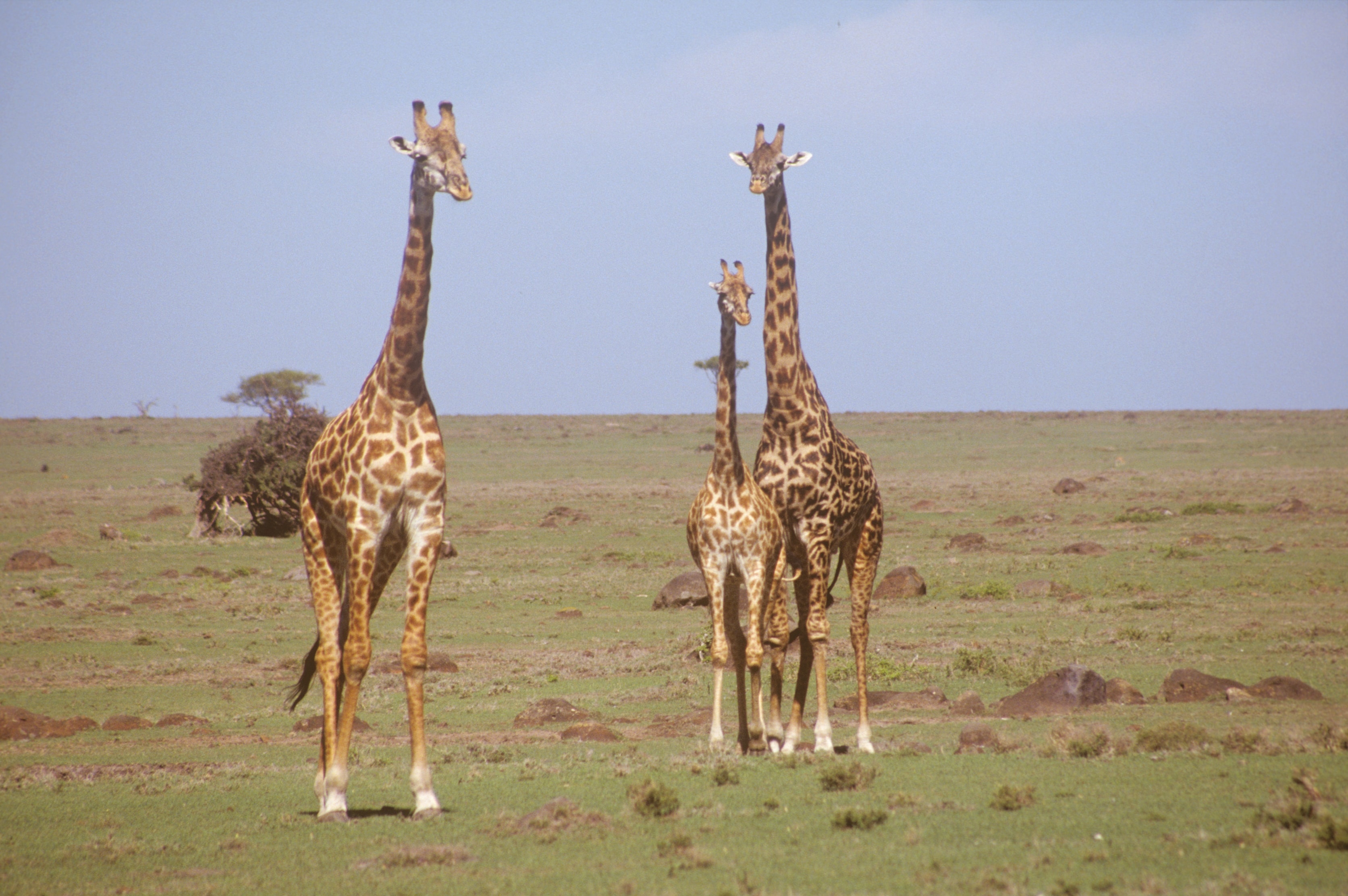 Three giraffes on the African savanna