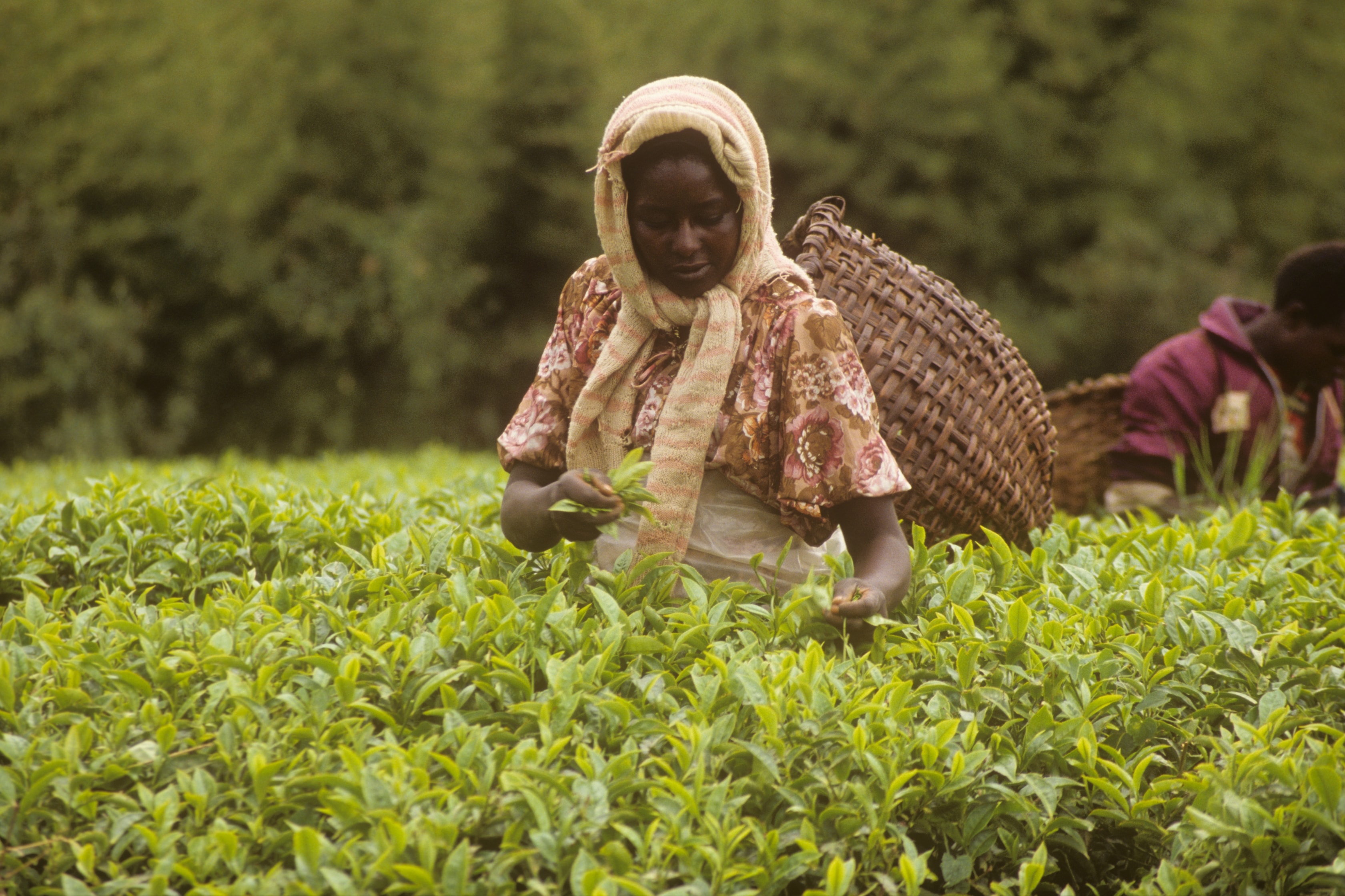 Tea picker in Kenya